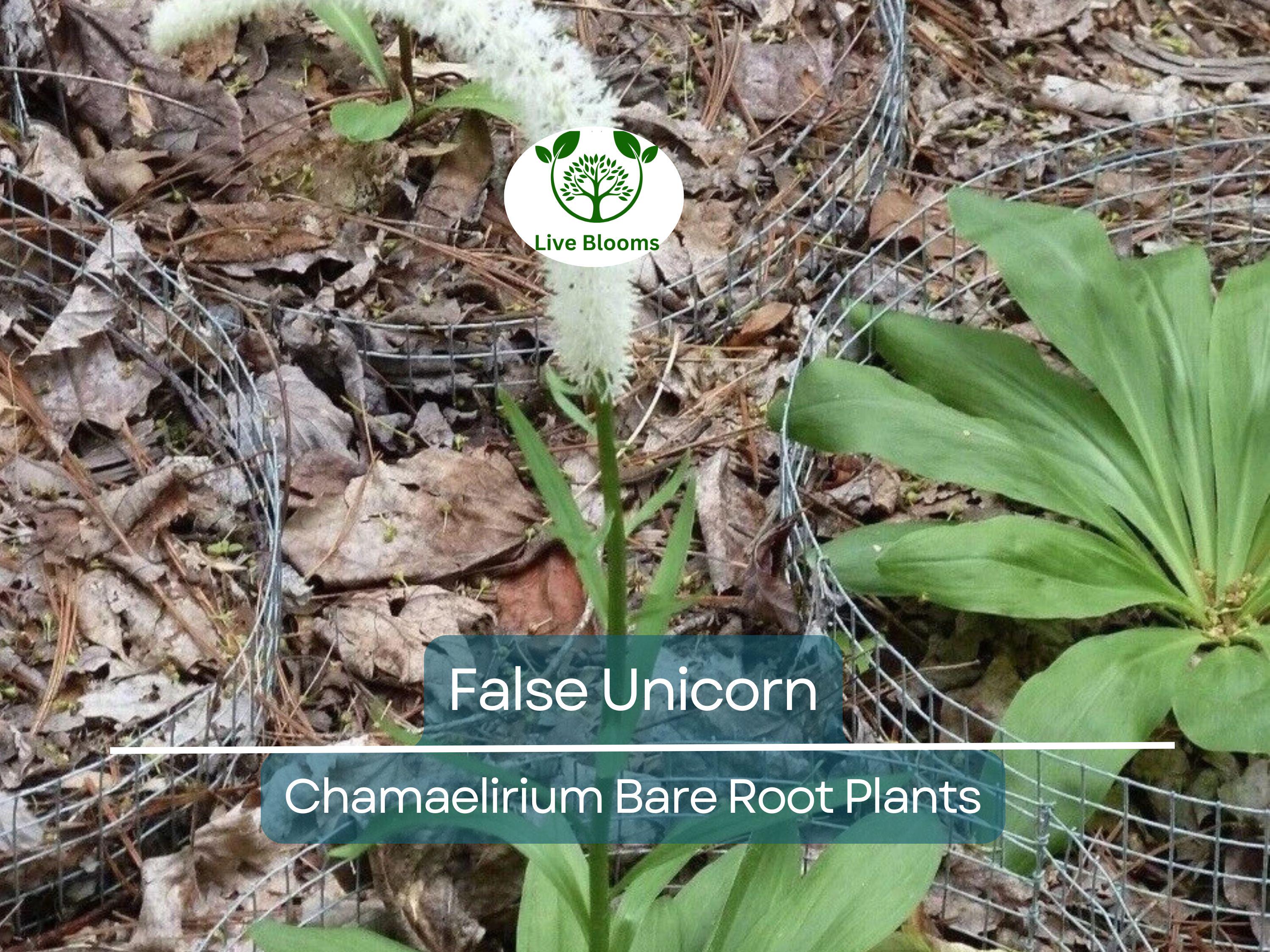 3 False Unicorn Plants – Bare Root Chamaelirium luteum – Native Wildflower for Shade Garden – Rare Woodland Perennial