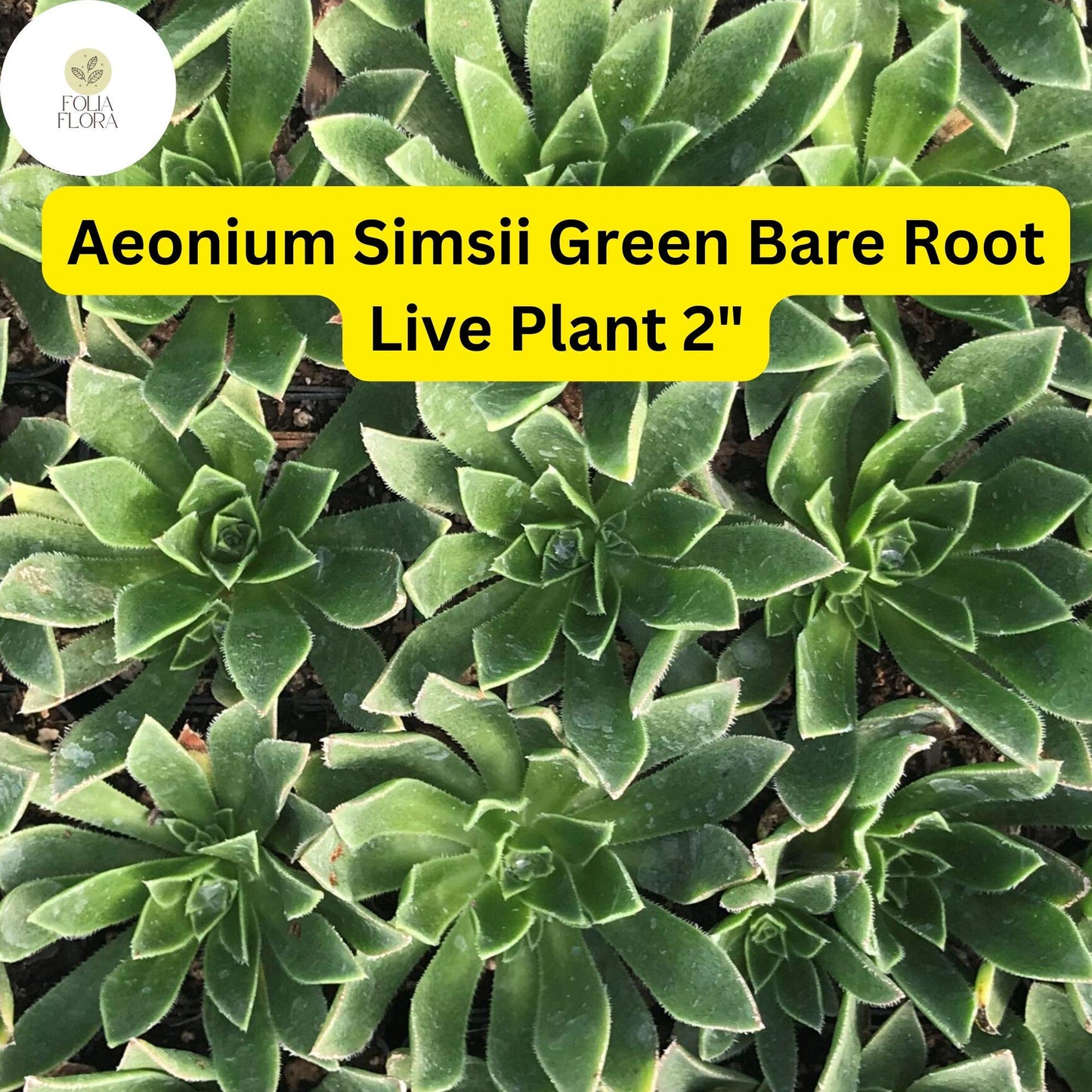 Aeonium simsii ‘Green’ | 2 Bare Root 2" Live Succulent Plants | Rosette-Forming, Drought-Tolerant, Easy-Care Houseplant