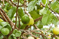 Arabian Guava 1 Plant 8-12" (Psidium guajava) Tropical Fruit Tree
