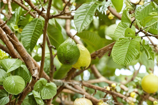 Arabian Guava 1 Plant 8-12" (Psidium guajava) Tropical Fruit Tree