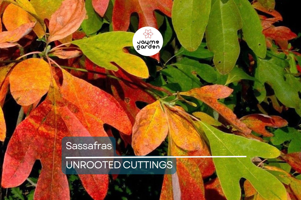8 Sassafras Cuttings | Grow Your Own Tree | Fast Delivery, Easy Rooting, Beautiful Fall Colors