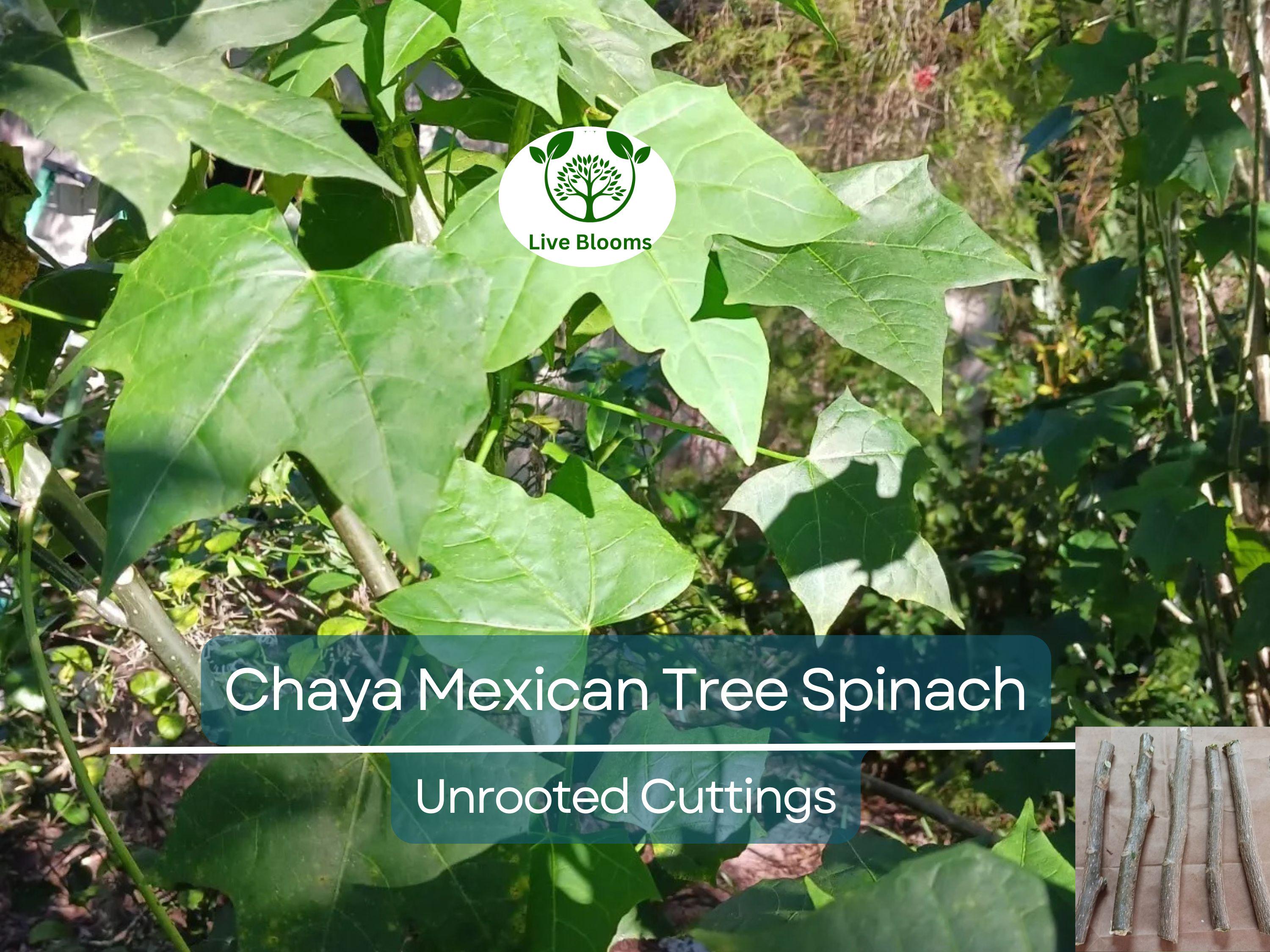 10 Organic Chaya Mexican Tree Spinach Unrooted Cuttings - Cnidoscolus aconitifolius, Superfood, Easy to Grow, Edible Leaf Plant Cuttings