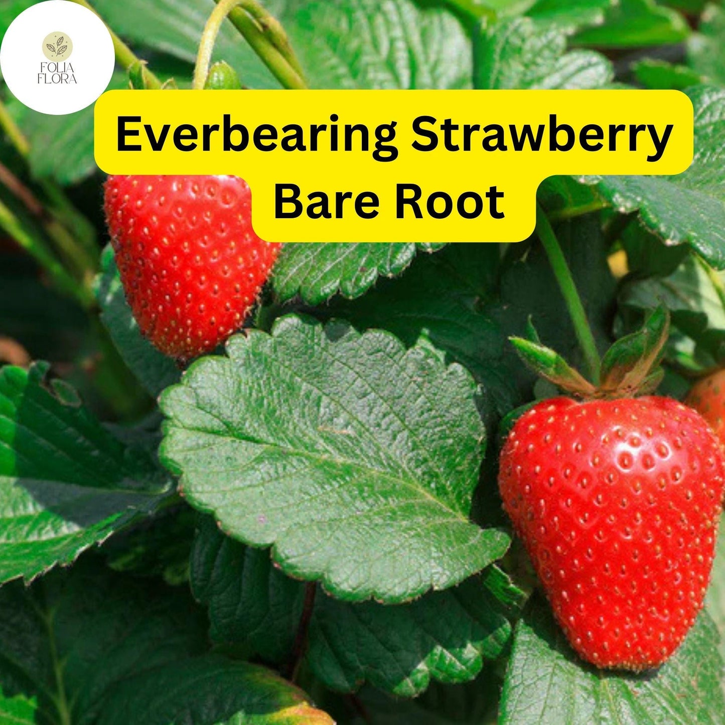Everbearing Albion Strawberry Plants | 10 Bare Root Pack | Zones 4-9