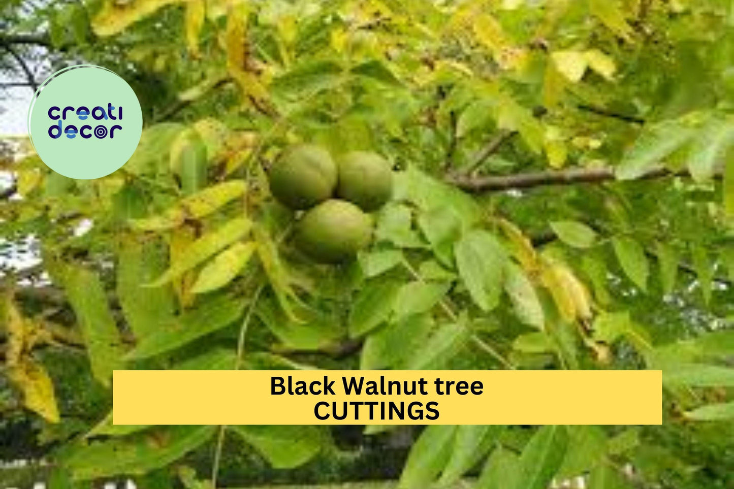 30x Black Walnut Tree Cuttings | Juglans Nigra Hardwood Cuttings for Propagation | Nut Tree Starter for Food Forest or Backyard