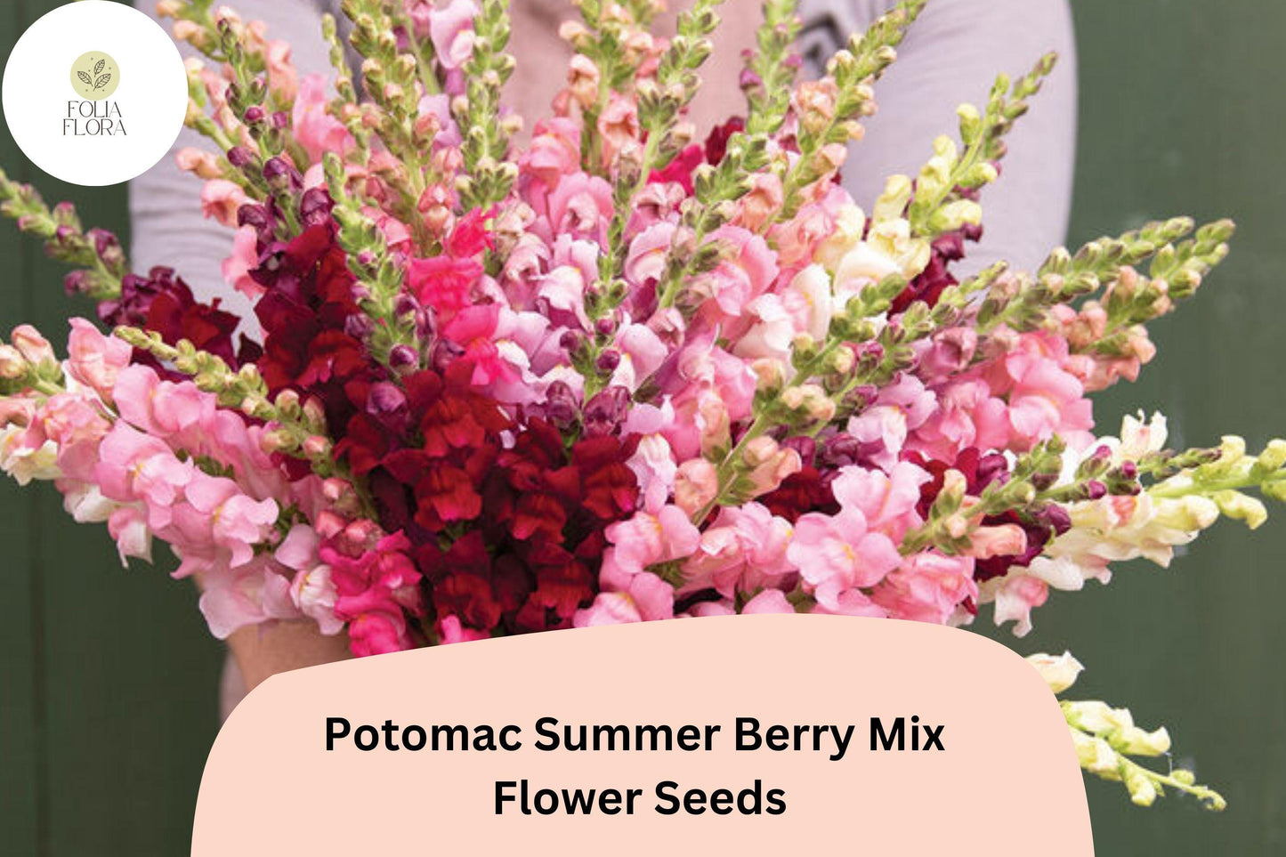 Antirrhinum majus Potomac Summer Berry Mix Snapdragon Seeds – 1000+ Vibrant Berry-Toned Blooms for Garden & Cut Flowers