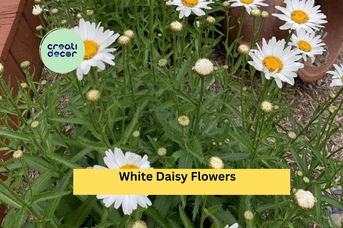 Shasta Daisy Live Plant | 1 Bare Root Perennial Starter | Leucanthemum superbum White Daisy Flowers for Garden Beds & Borders