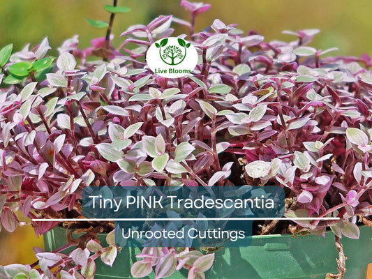 15 Tiny Pretty Pink Tradescantia Unrooted Cuttings | Spiderwort, Tradescantia pallida, Easy to Root, Decorative Pink Indoor Plant