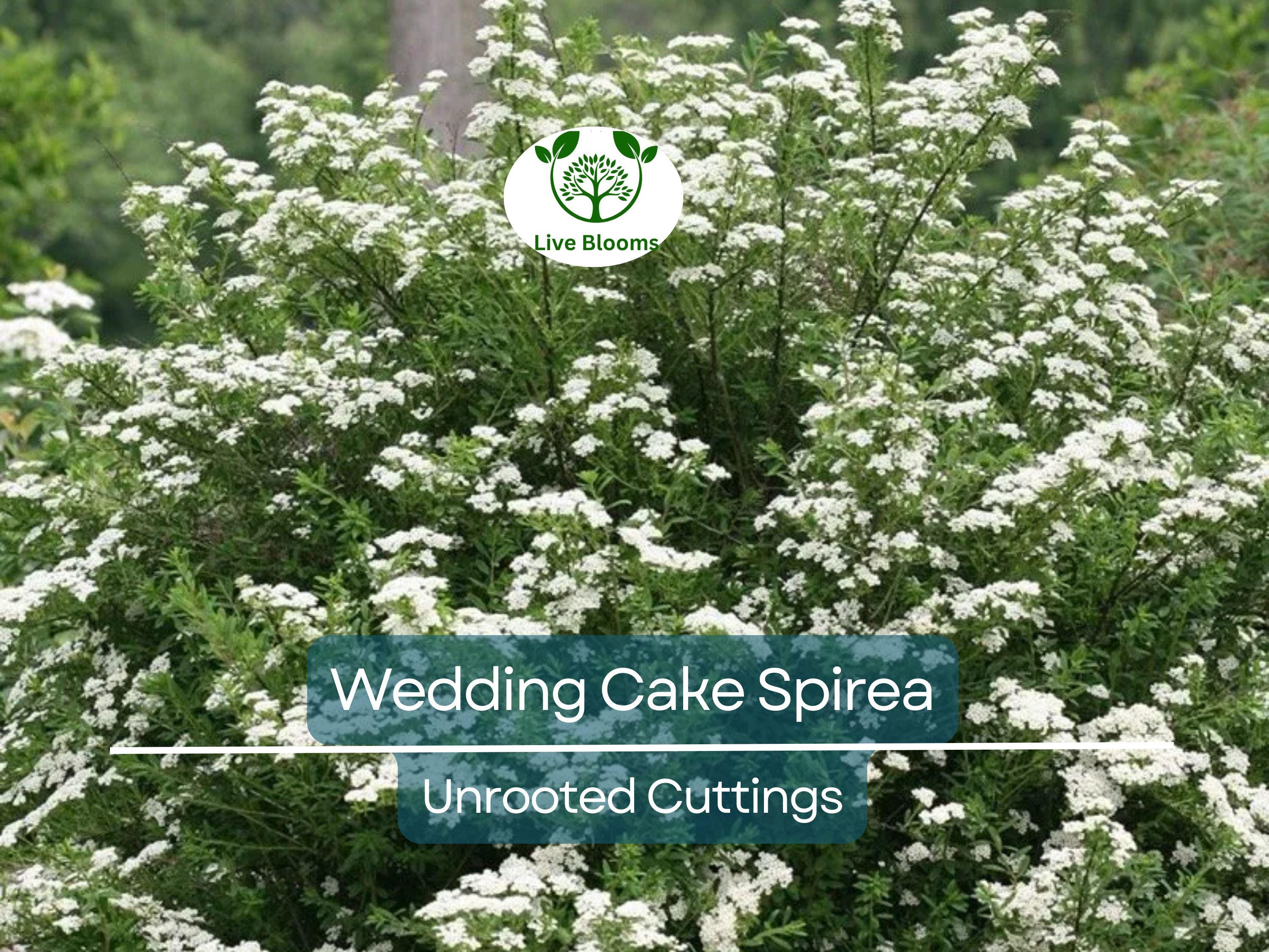 10 White Wedding Cake Spirea Unrooted Cuttings (Spiraea prunifolia) - 6-8 Inches, Ornamental Shrub, Hardy, Ideal for Landscaping & Gardens