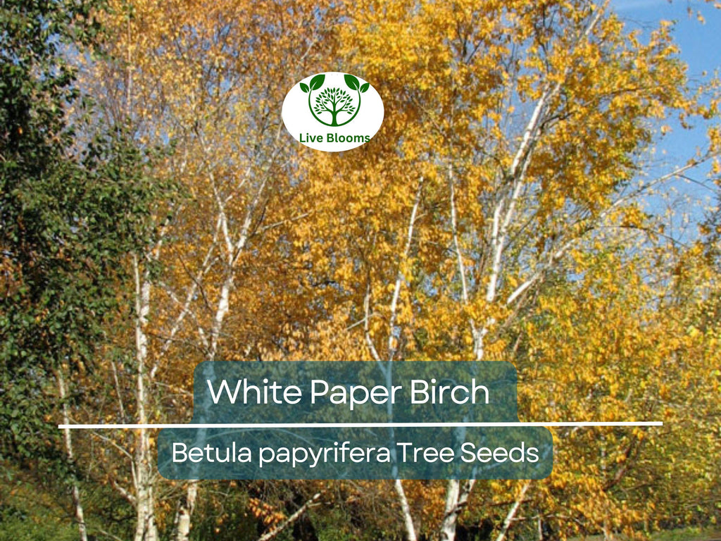 50 White Paper Birch Tree Seeds (Betula papyrifera) | Fast-Growing, Showy & Hardy | Native Birch Tree for Landscaping Gardens