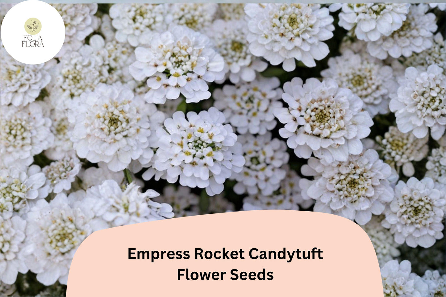 Empress Rocket Candytuft Seeds – Iberis amara | Easy Grow Annual for Borders, Beds & Cut Flower Gardens