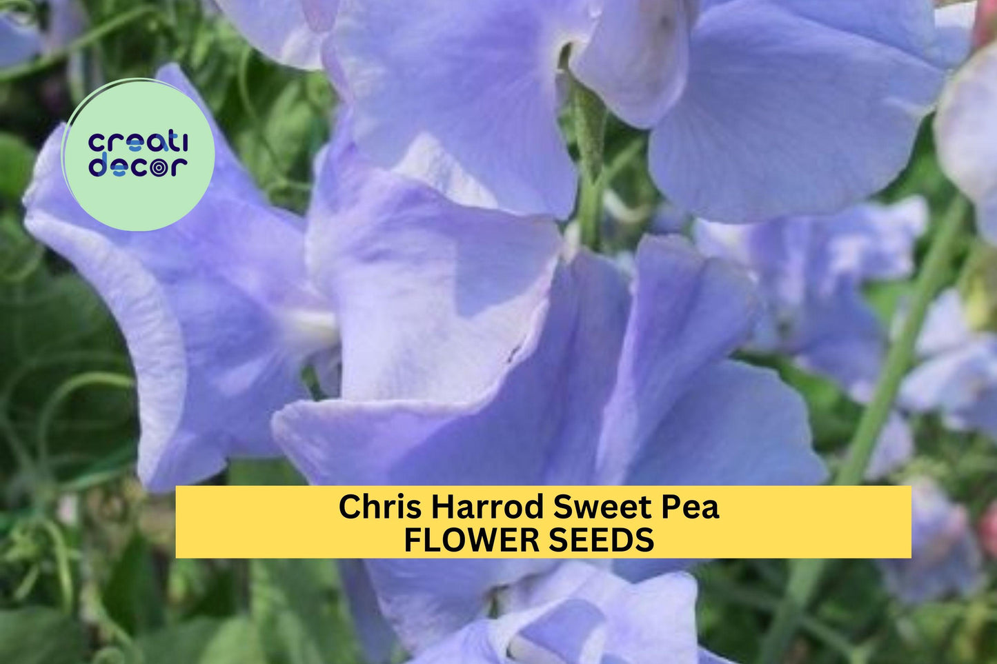 50+ Chris Harrod Sweet Pea Seeds – Soft Pink Fragrant Blooms for Garden Planting, Climbing Vines for Trellises & Cut Flowers – USA