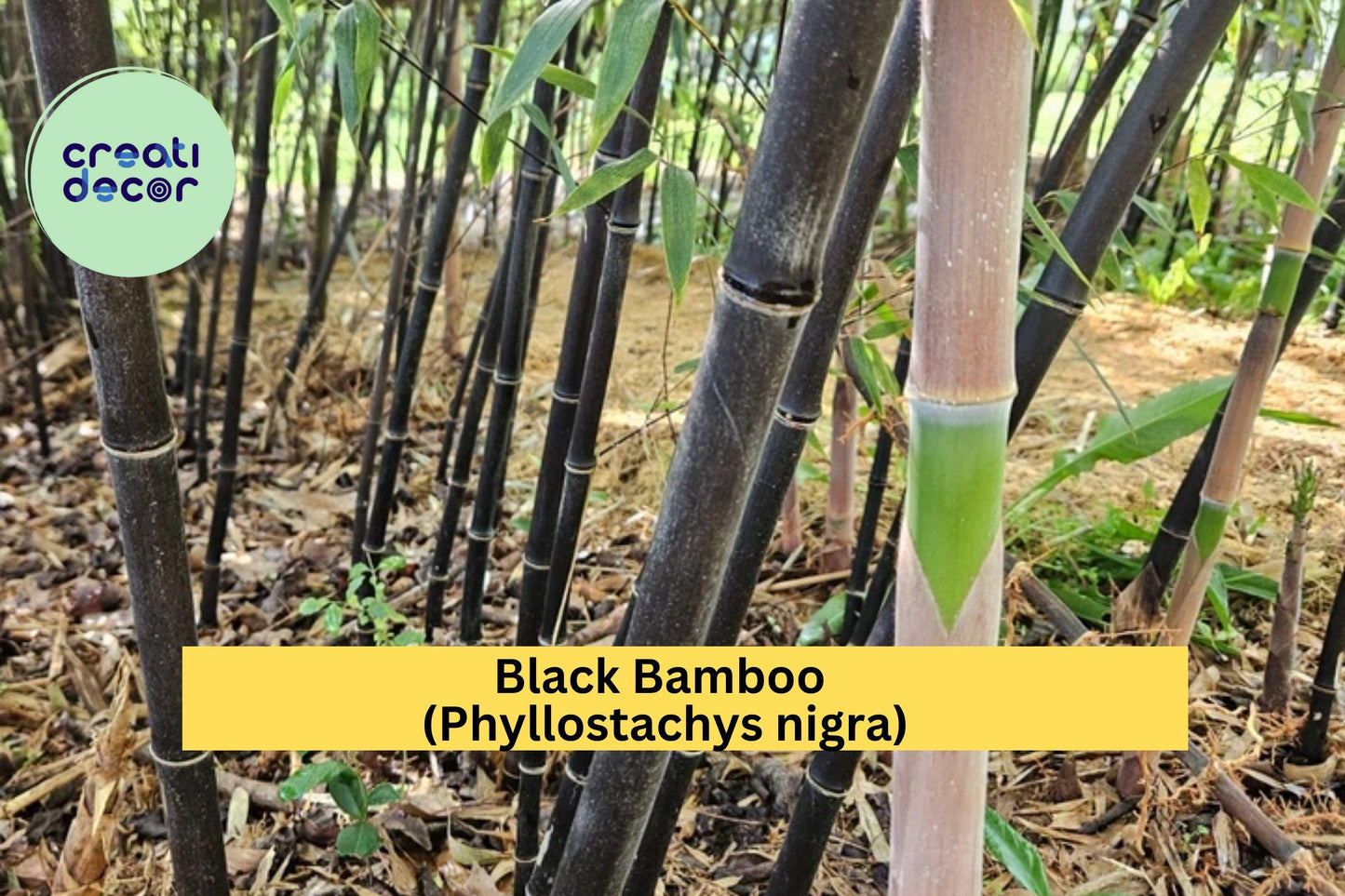Black Bamboo Rhizomes (3 Pack) – Cold Hardy & Evergreen – Fast-Growing Privacy Screen, Phyllostachys nigra