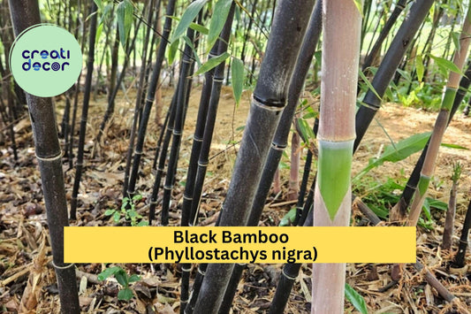 Black Bamboo Rhizomes (3 Pack) – Cold Hardy & Evergreen – Fast-Growing Privacy Screen, Phyllostachys nigra