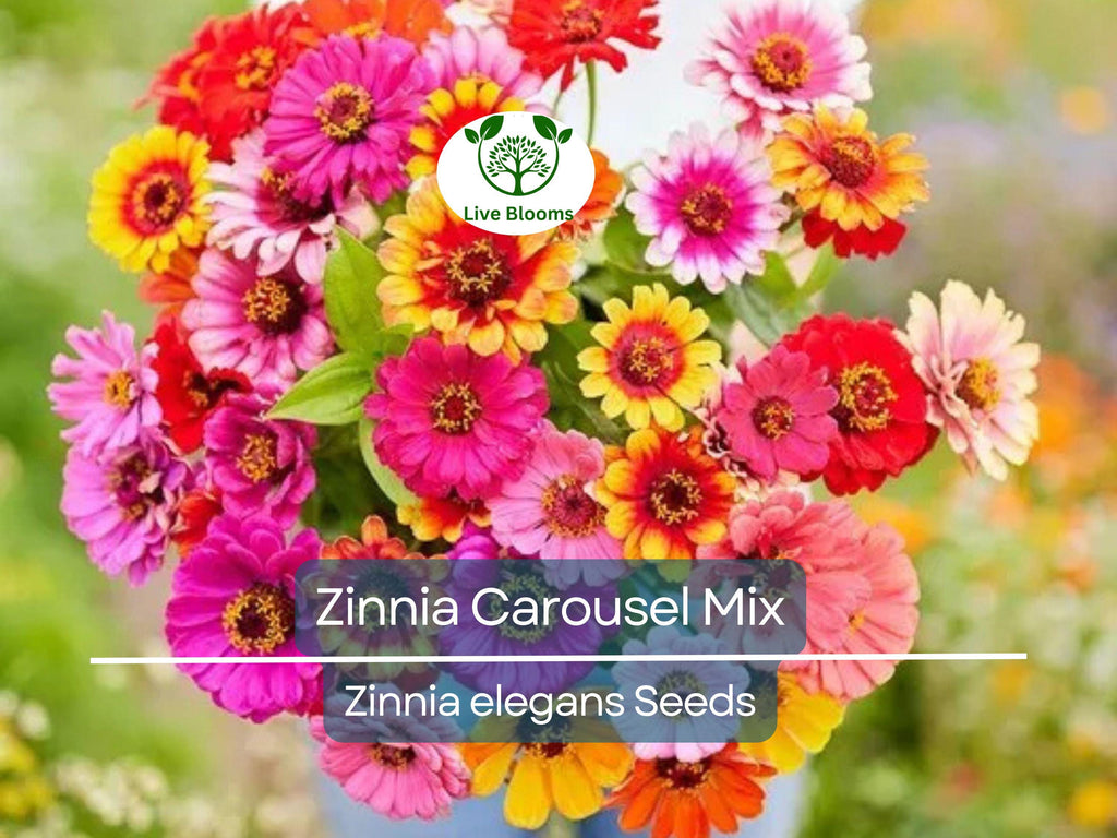 200 Seeds Zinnia Carousel Mix, Heirloom, Non-GMO, Large 4" Blooms, Vibrant Carnival Colors, Perfect for Gardens & Cut Flowers