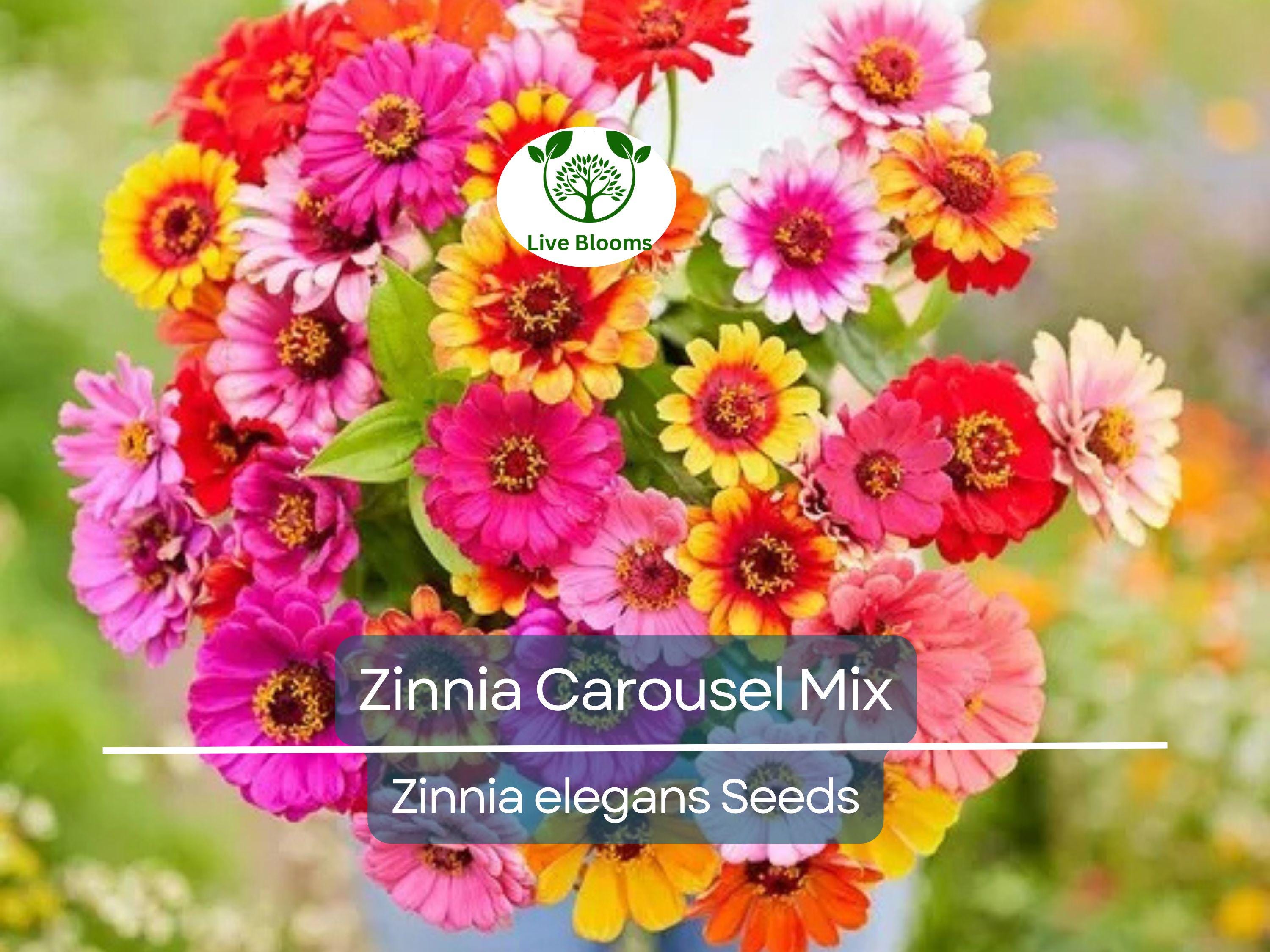 200 Seeds Zinnia Carousel Mix, Heirloom, Non-GMO, Large 4" Blooms, Vibrant Carnival Colors, Perfect for Gardens & Cut Flowers