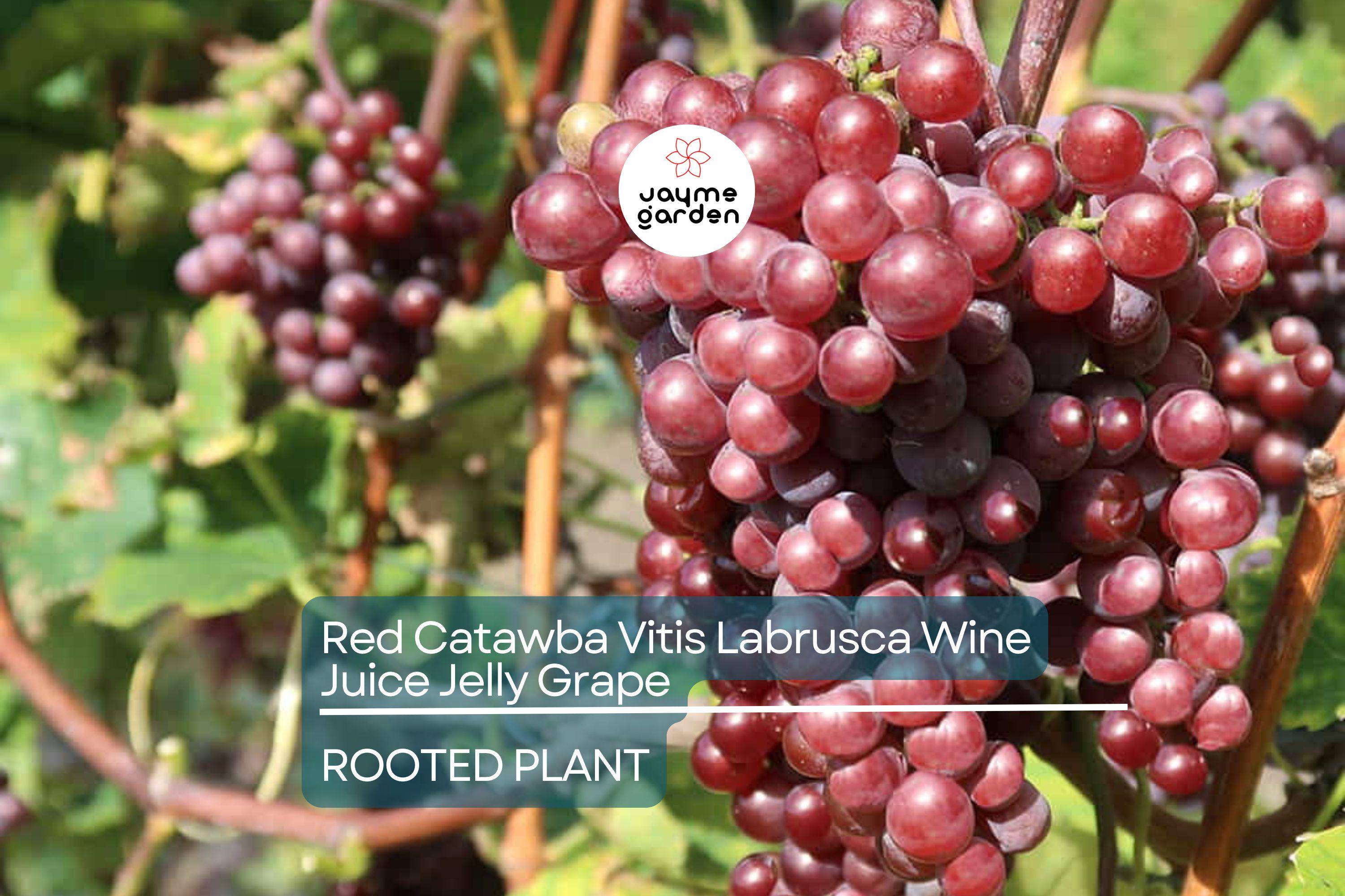 1 Organic Red Catawba Grape Vine - Vitis Labrusca - Rooted Plant, 12”+ Tall, Perfect for Wine, Juice, or Jelly