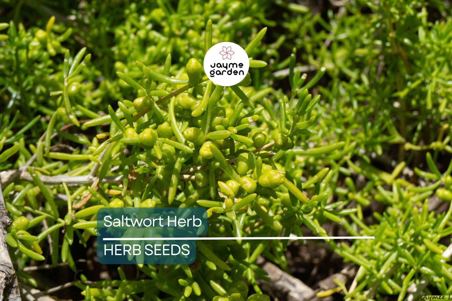 200 Saltwort Herb Seeds – Non-GMO, Traditional Japanese Culinary Herb, USA Seller, Free Shipping