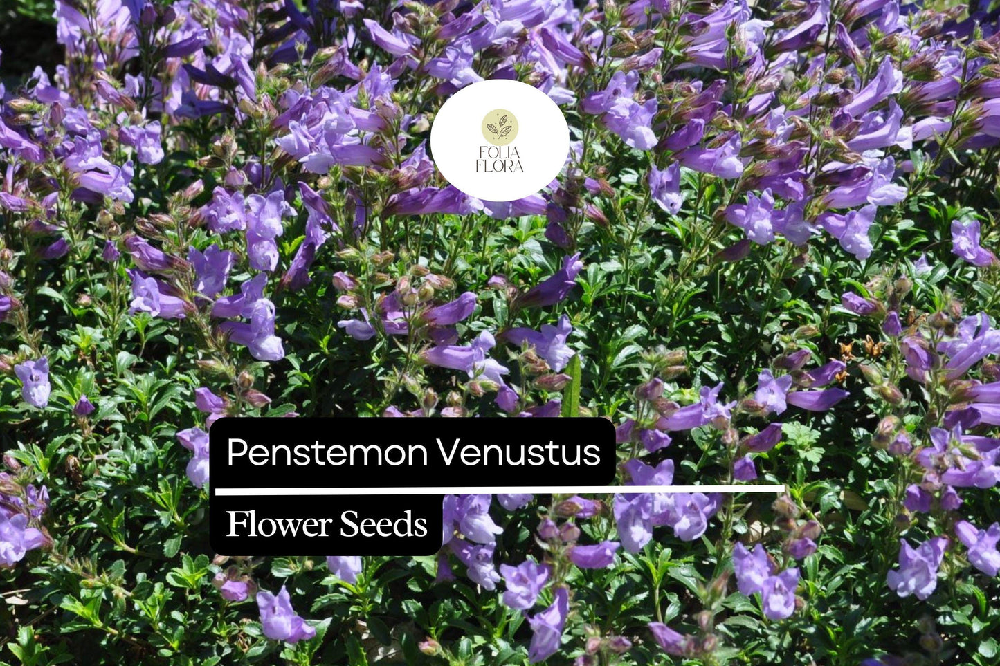 100mg Penstemon venustus - Venus Penstemon Seeds, Lavender Wildflower, Pollinator-Friendly Perennial