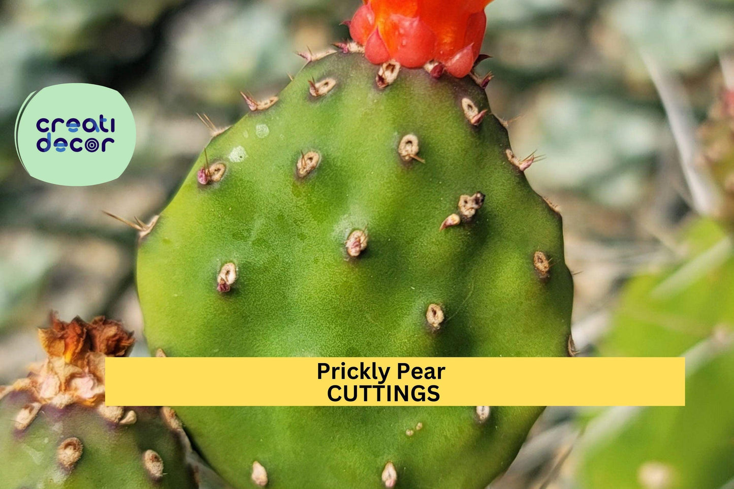 Opuntia 'Fruit Punch' Prickly Pear | 1 Cactus Pad Cutting | Live Hybrid Segment | Edible Fruit Cactus | Easy Grow Desert Plant