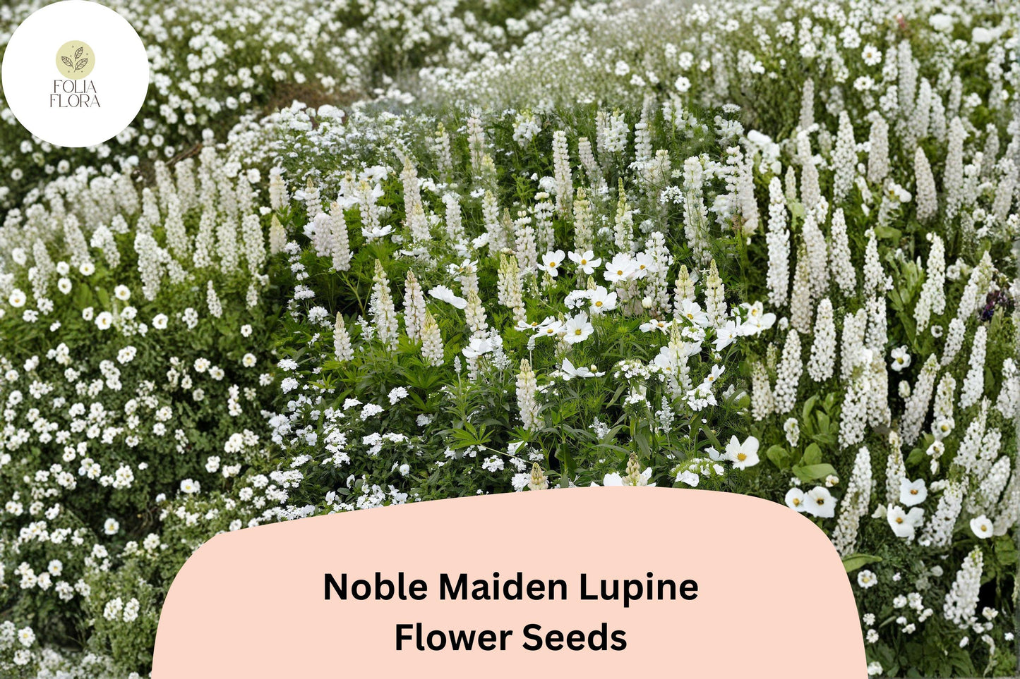 25+ Noble Maiden Lupine Seeds | White Lupinus | Elegant Spring Bloom Spikes for Garden Planting