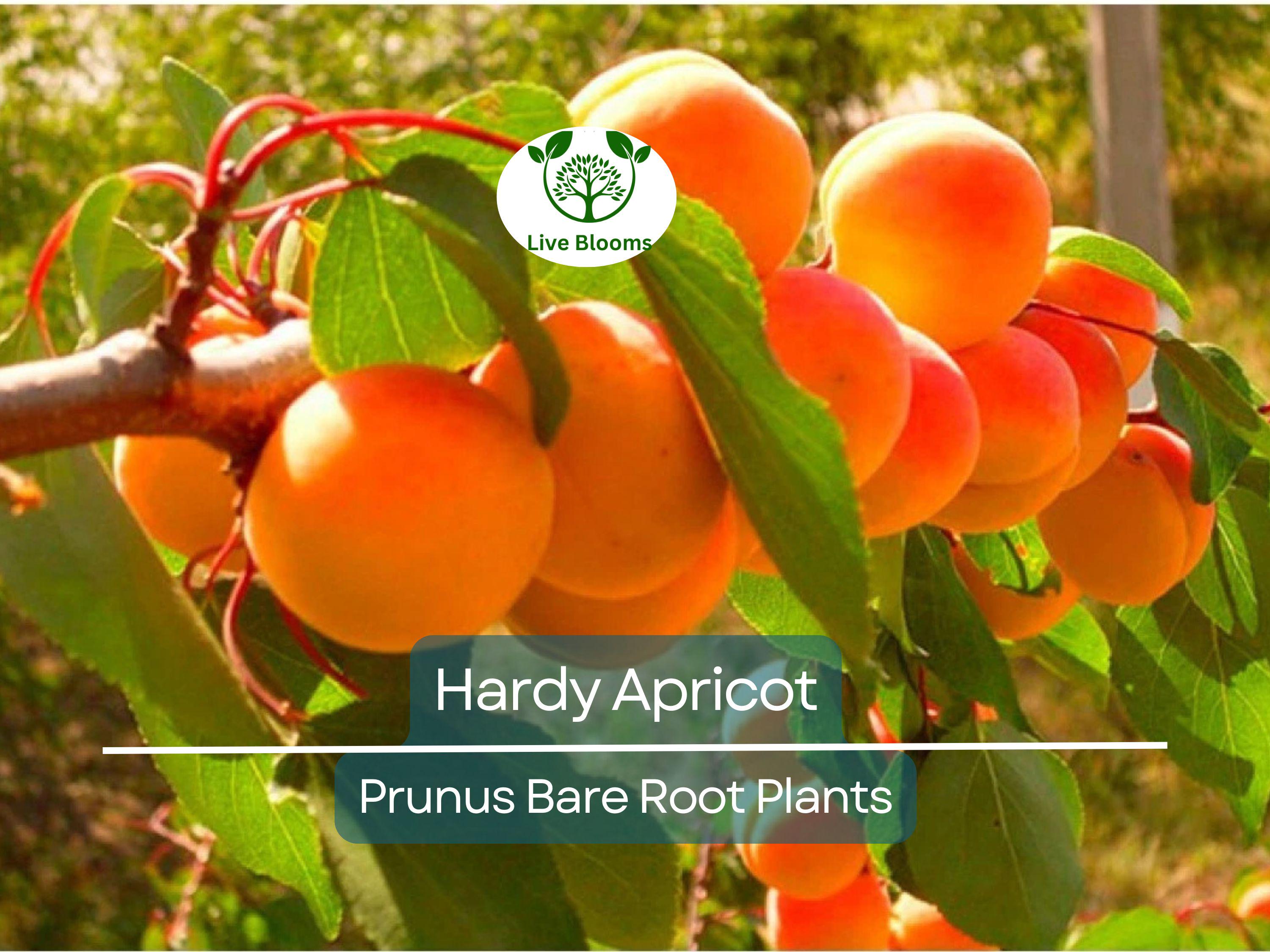 1 Hardy Apricot Tree - Bare Root Edible Tree (Prunus armeniaca) Zones 5-8, Self-Pollinating, Cold Hardy Fruit Tree/Shrub for Home Garden