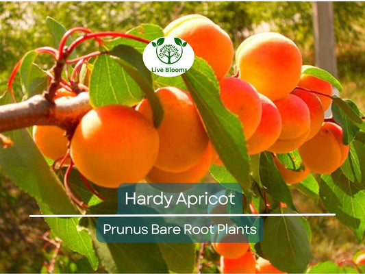 1 Hardy Apricot Tree - Bare Root Edible Tree (Prunus armeniaca) Zones 5-8, Self-Pollinating, Cold Hardy Fruit Tree/Shrub for Home Garden