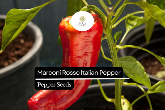 25 Marconi Rosso Italian Pepper Seeds – Capsicum annuum – Heirloom, Sweet & Flavorful, High-Yielding, Non-GMO