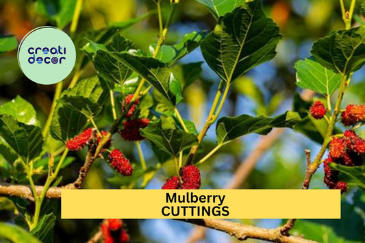 10 Organic Mulberry Cuttings – Unrooted 8"+ Hardwood Stems for Grafting or Propagation – Sweet Fruit Variety – Wholesale Lot – USA