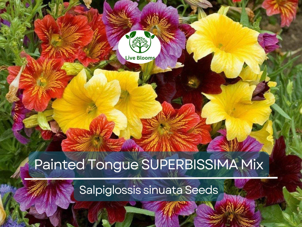 300 Seeds Painted Tongue SUPERBISSIMA Mix, HEIRLOOM Salpiglossis, Non-GMO, Vibrant Colors, Annual Flower, Pollinator-Friendly