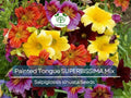 300 Seeds Painted Tongue SUPERBISSIMA Mix, HEIRLOOM Salpiglossis, Non-GMO, Vibrant Colors, Annual Flower, Pollinator-Friendly