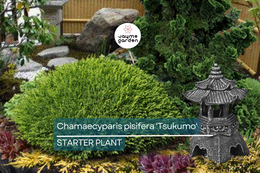 Chamaecyparis Pisifera 'Tsukumo' Live Starter Plant | 4-6 Inches Dwarf Evergreen Cypress | Deer-Resistant Bonsai or Garden Accent