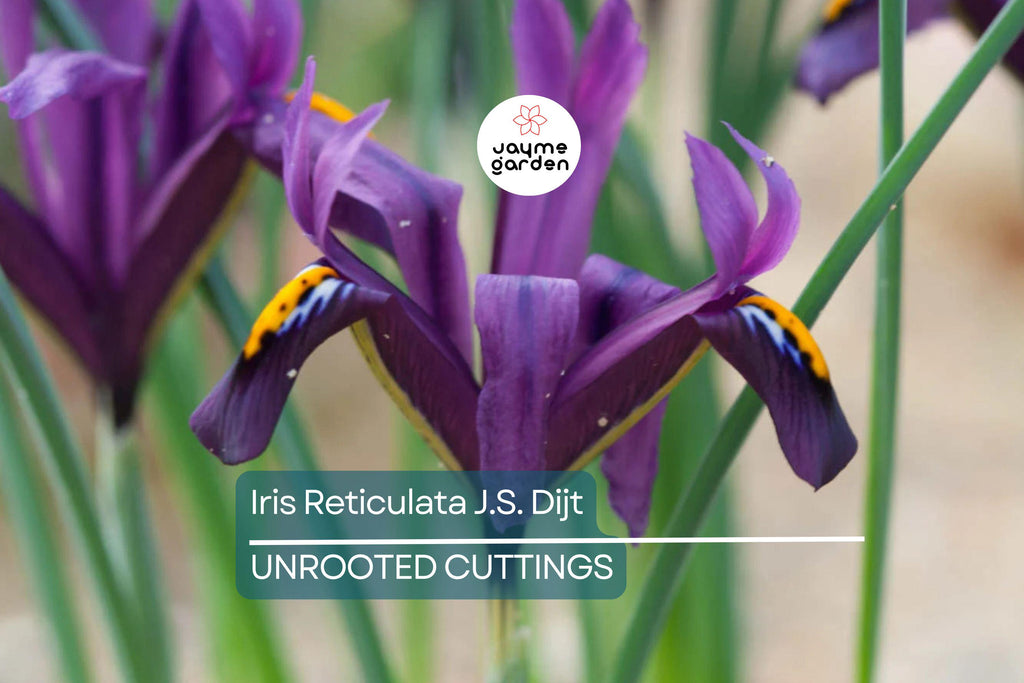 Iris Reticulata J.S. Dijt 4-8" Live Flower Bulbs | Purple Dwarf Iris | Early Blooming Perennial | 10-Pack