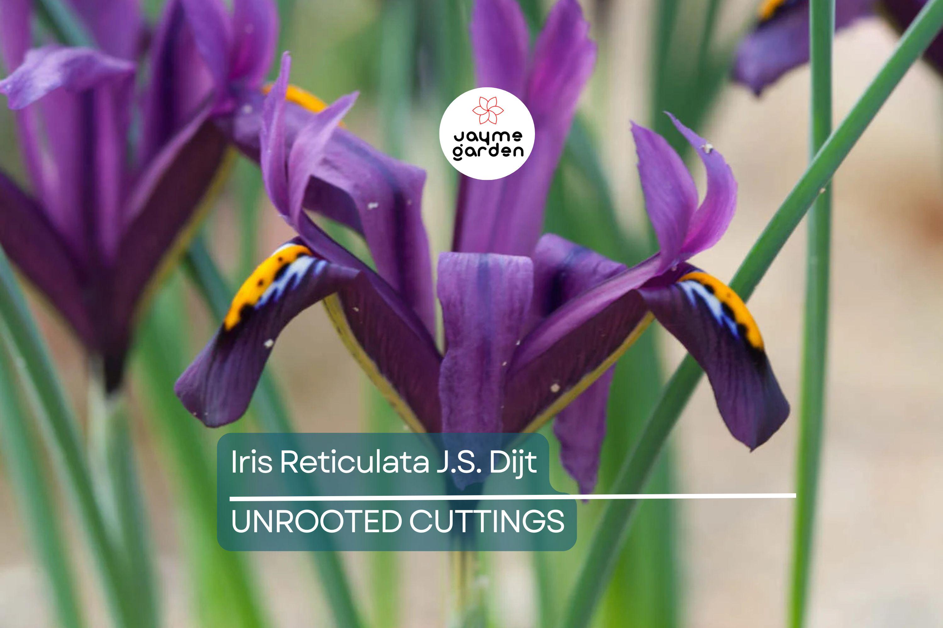 Iris Reticulata J.S. Dijt 4-8" Live Flower Bulbs | Purple Dwarf Iris | Early Blooming Perennial | 10-Pack