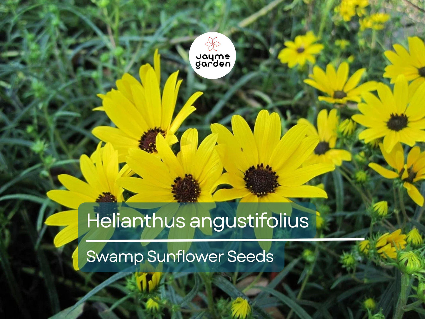200 Seeds Helianthus Angustifolius | Narrowleaf Swamp Sunflower | Bright Yellow Blooms | Pollinator Native Perennial for Wetlands & Gardens