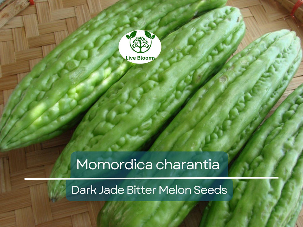 5 Seeds Gourd Bitter Melon Dark Jade, Hybrid (Momordica charantia) – Non-GMO, Healthy, Bitter Melon for Planting, Gardening & Fresh Harvests