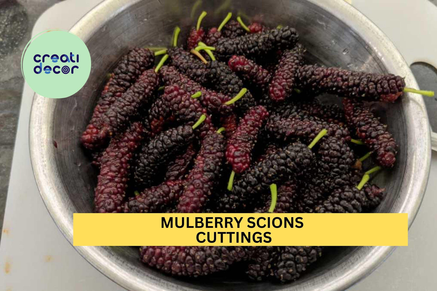 5 Mulberry Scions/Cuttings – You Choose Variety – Unrooted Hardwood for Grafting or Propagation – Sweet Fruit Tree Starter – USA