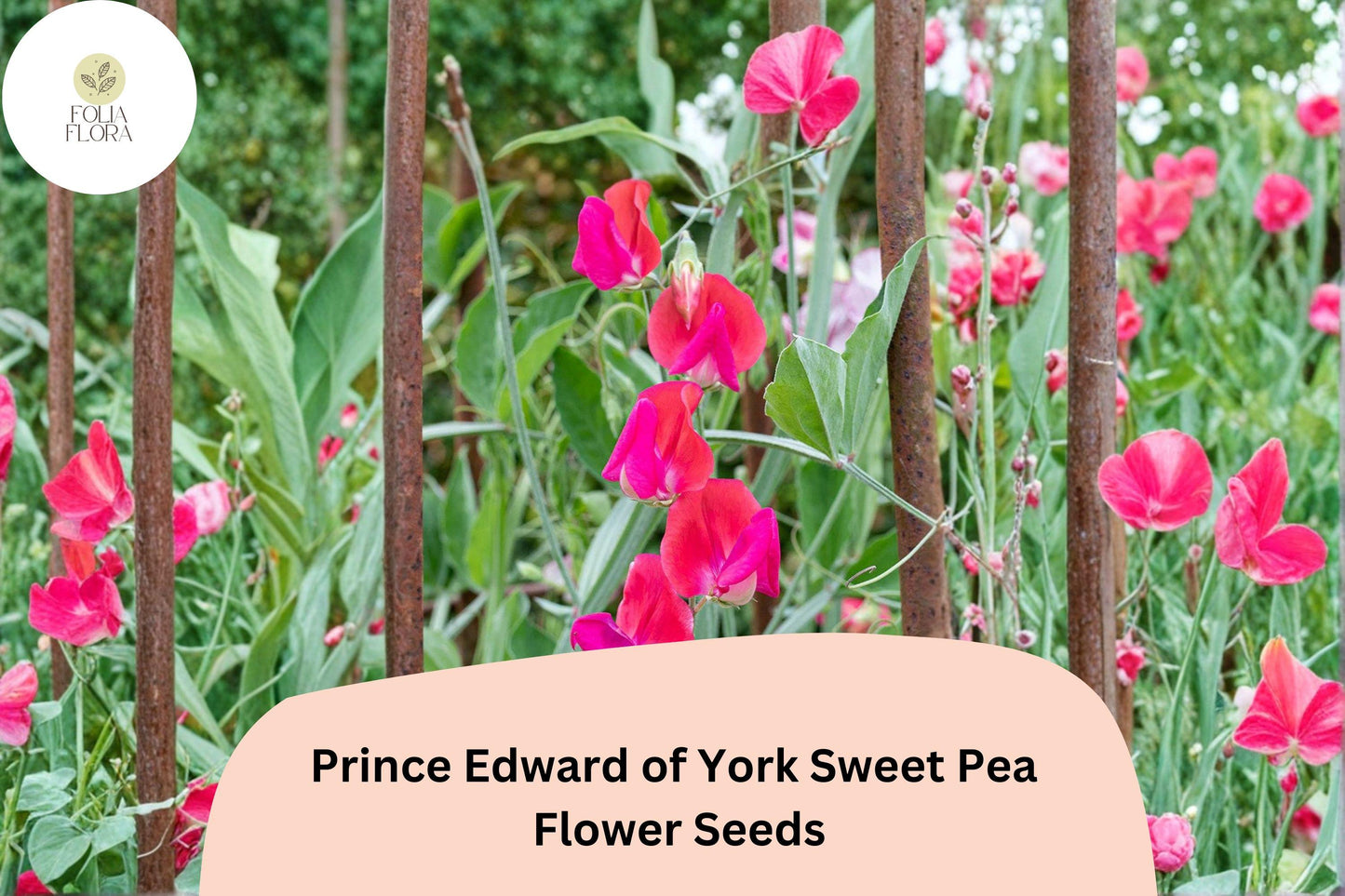 50+ Prince Edward of York Sweet Pea Seeds | Fragrant Deep Red Flower for Garden Trellis
