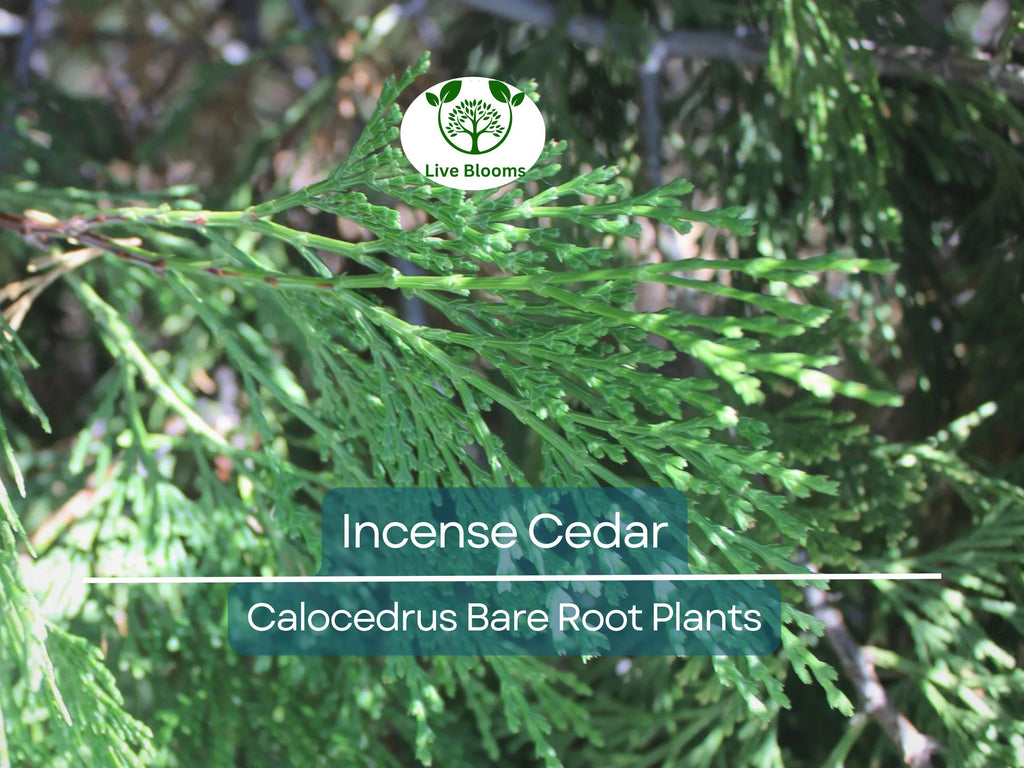 5 Incense Cedar Tree Seedlings – Live Bare Root Plants – Calocedrus decurrens – Fragrant Evergreen for Landscape or Privacy