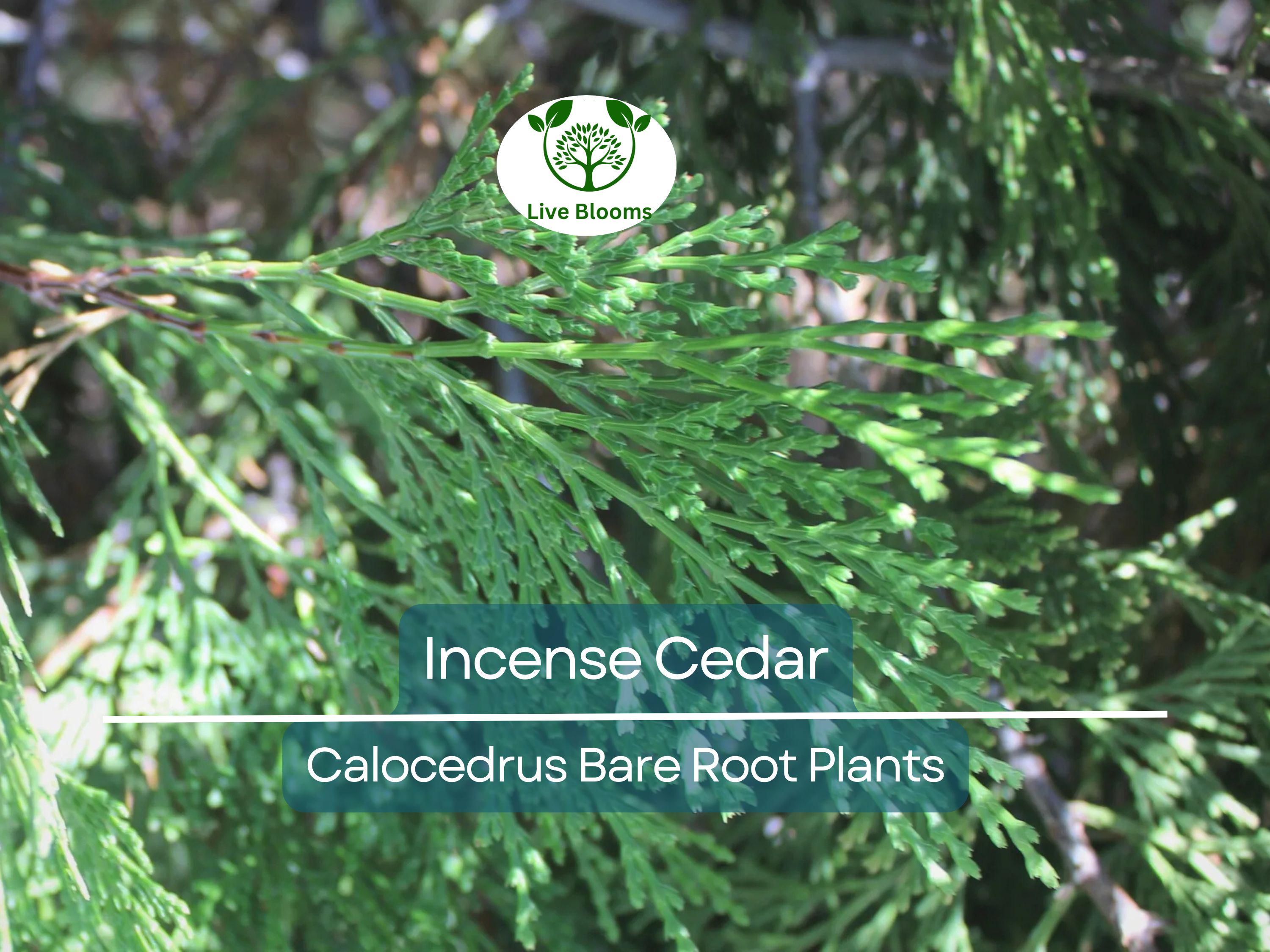 5 Incense Cedar Tree Seedlings – Live Bare Root Plants – Calocedrus decurrens – Fragrant Evergreen for Landscape or Privacy