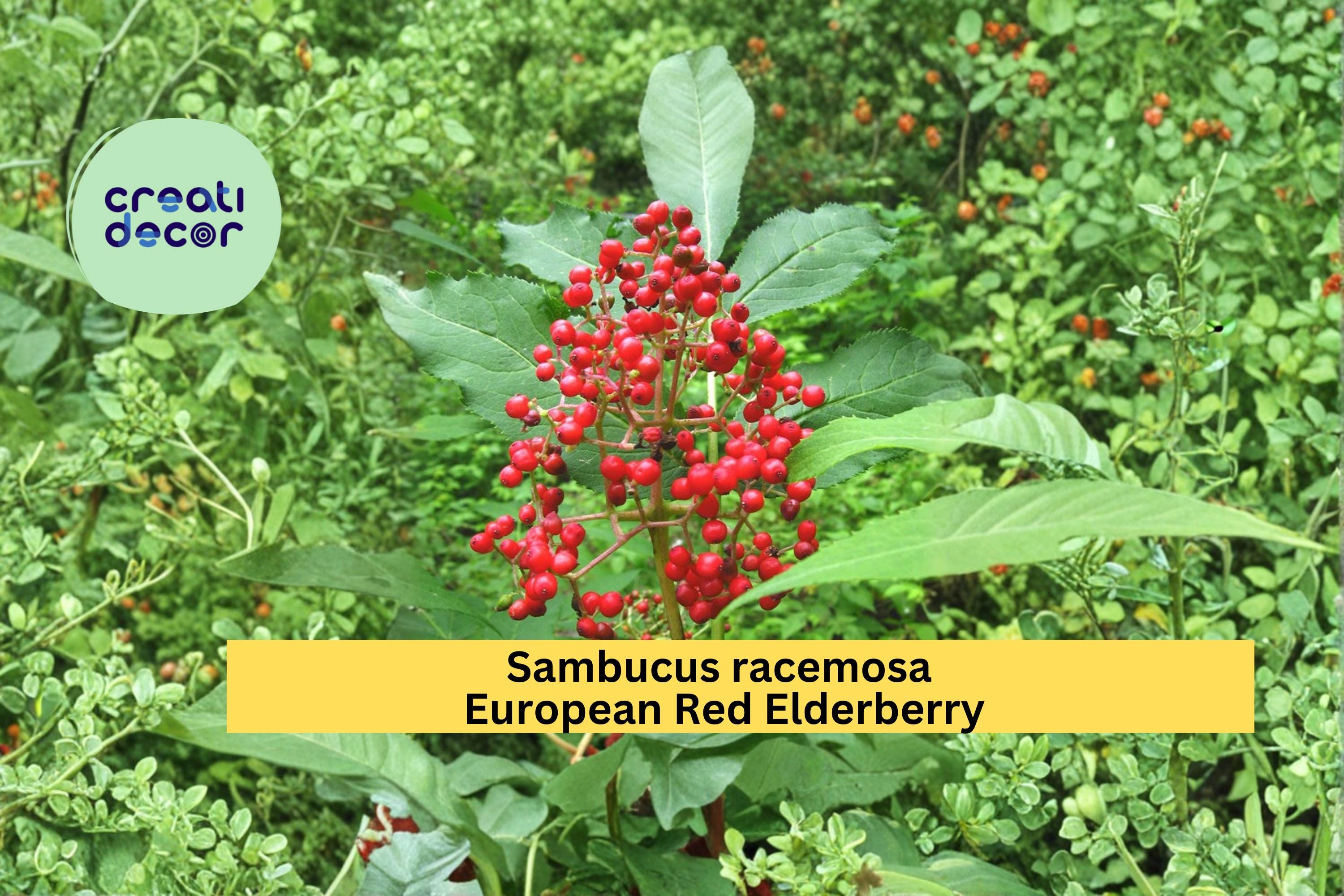 Red Elderberry Seeds Sambucus racemosa 30 Count Hardy Flowering Berry Shrub Garden Plant Seeds