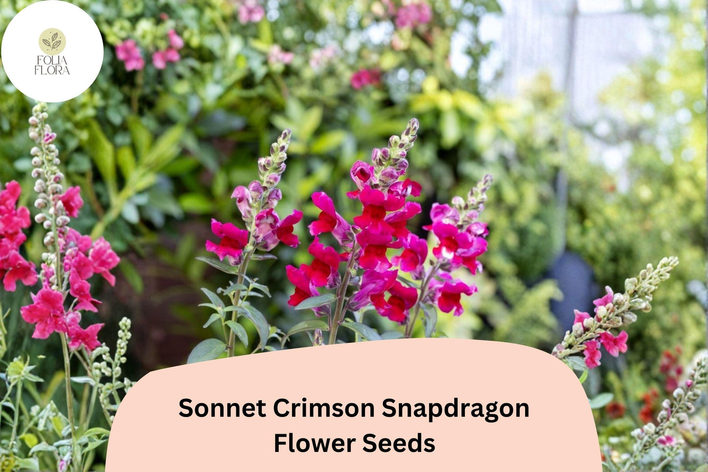 1000+ Sonnet Crimson Snapdragon Seeds | Antirrhinum majus | Deep Red Garden Flowers for Borders