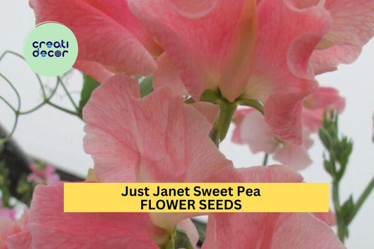 50+ Just Janet Sweet Pea Seeds – Soft Peach-Pink Fragrant Blooms for Garden Planting, Climbing Vines for Trellises – USA