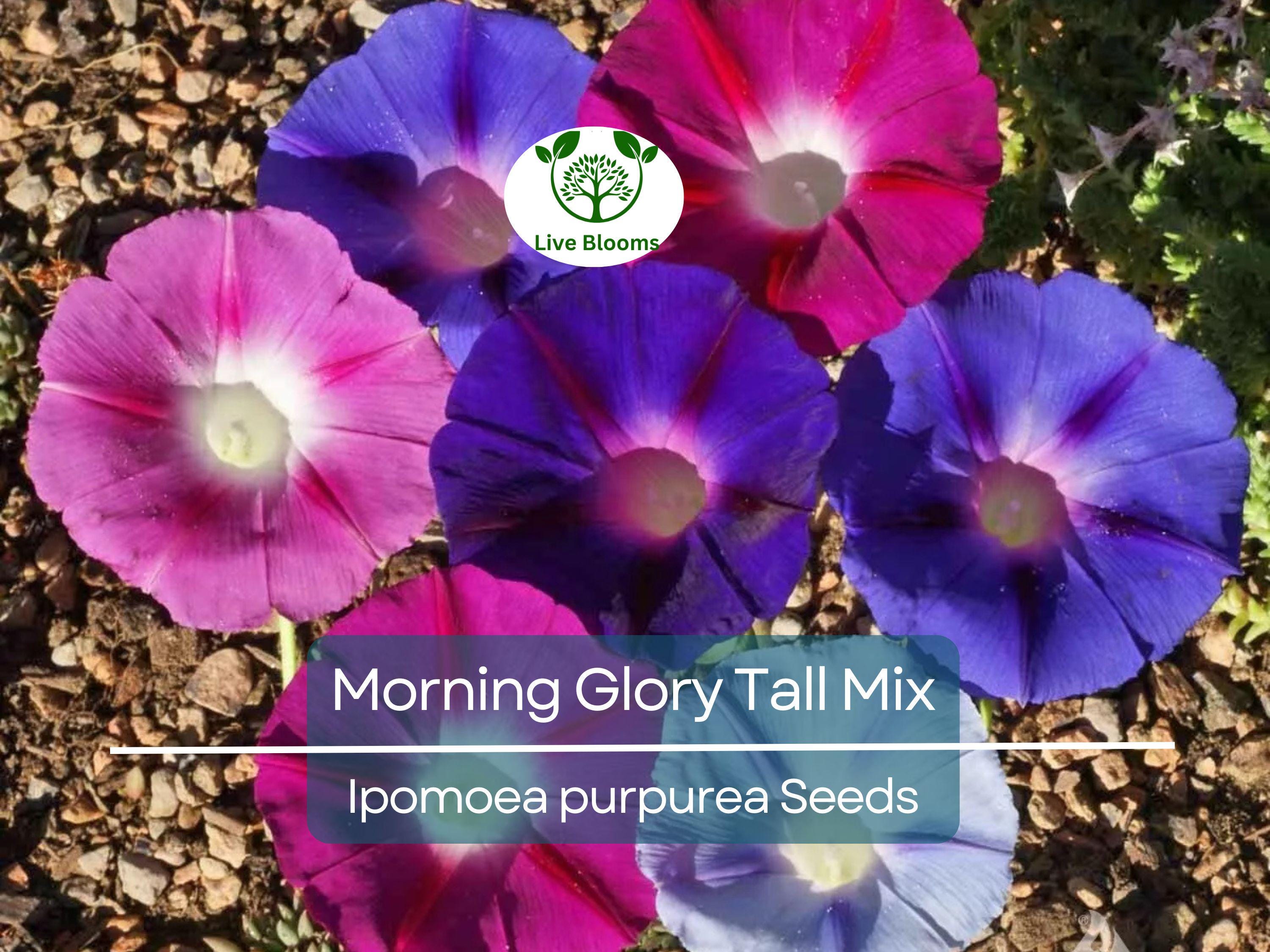 100 Seeds Morning Glory Tall Mix – Ipomoea purpurea – 5-Color Blooming Vine – Non-GMO, Pollinator Magnet, Loved by Hummingbirds