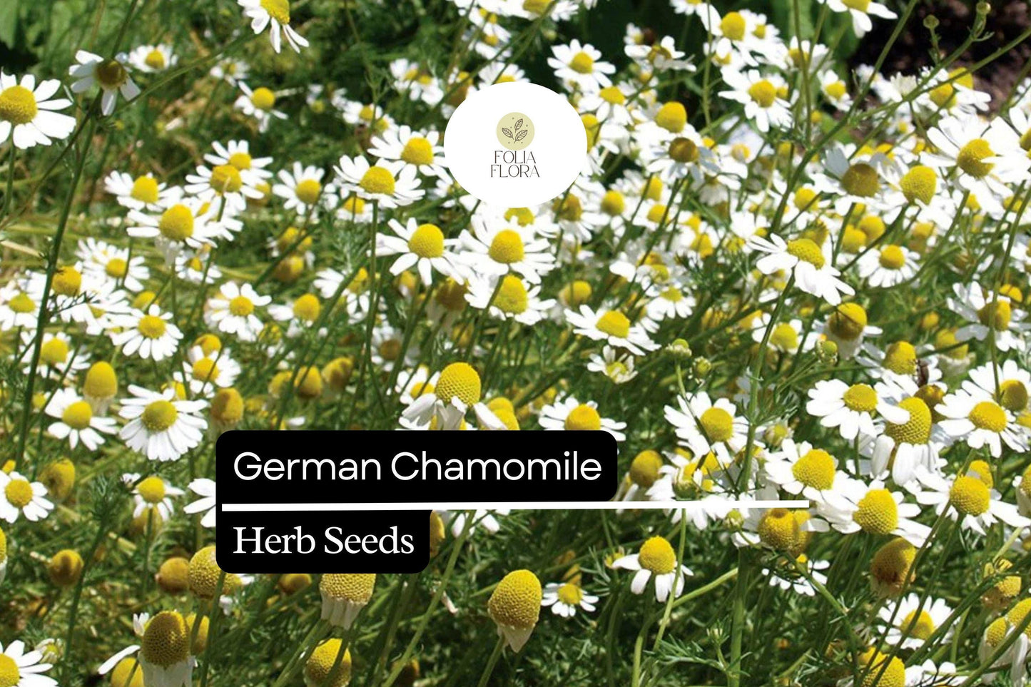 200 German Chamomile Herb Seeds – Matricaria chamomilla – Heirloom, Pollinator-Friendly, Easy to Grow