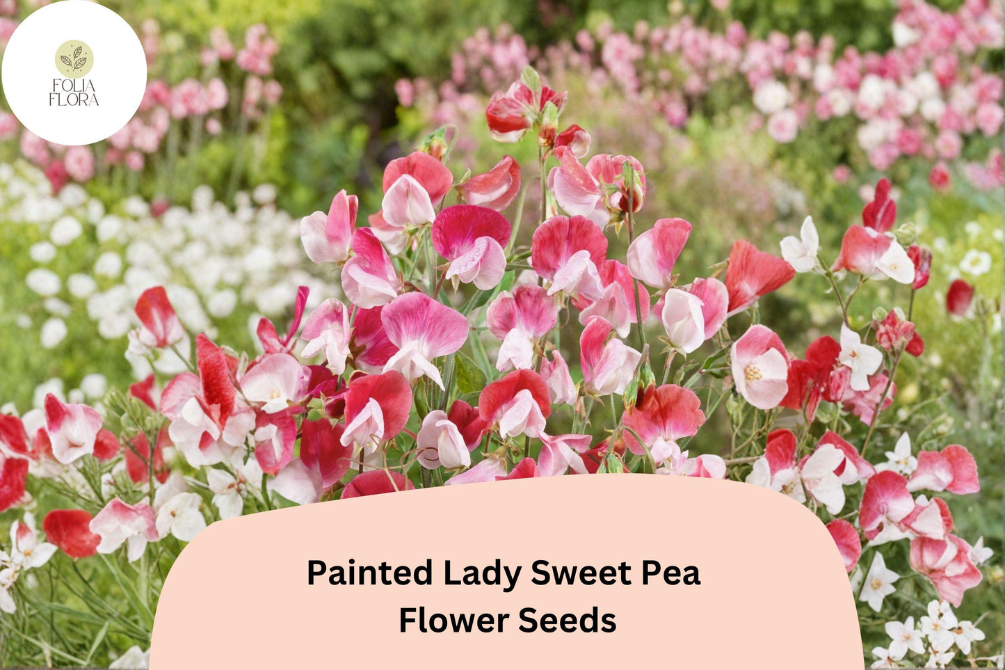 50+ Painted Lady Sweet Pea Seeds | Fragrant Pink & White Bicolor Flower for Garden Trellis