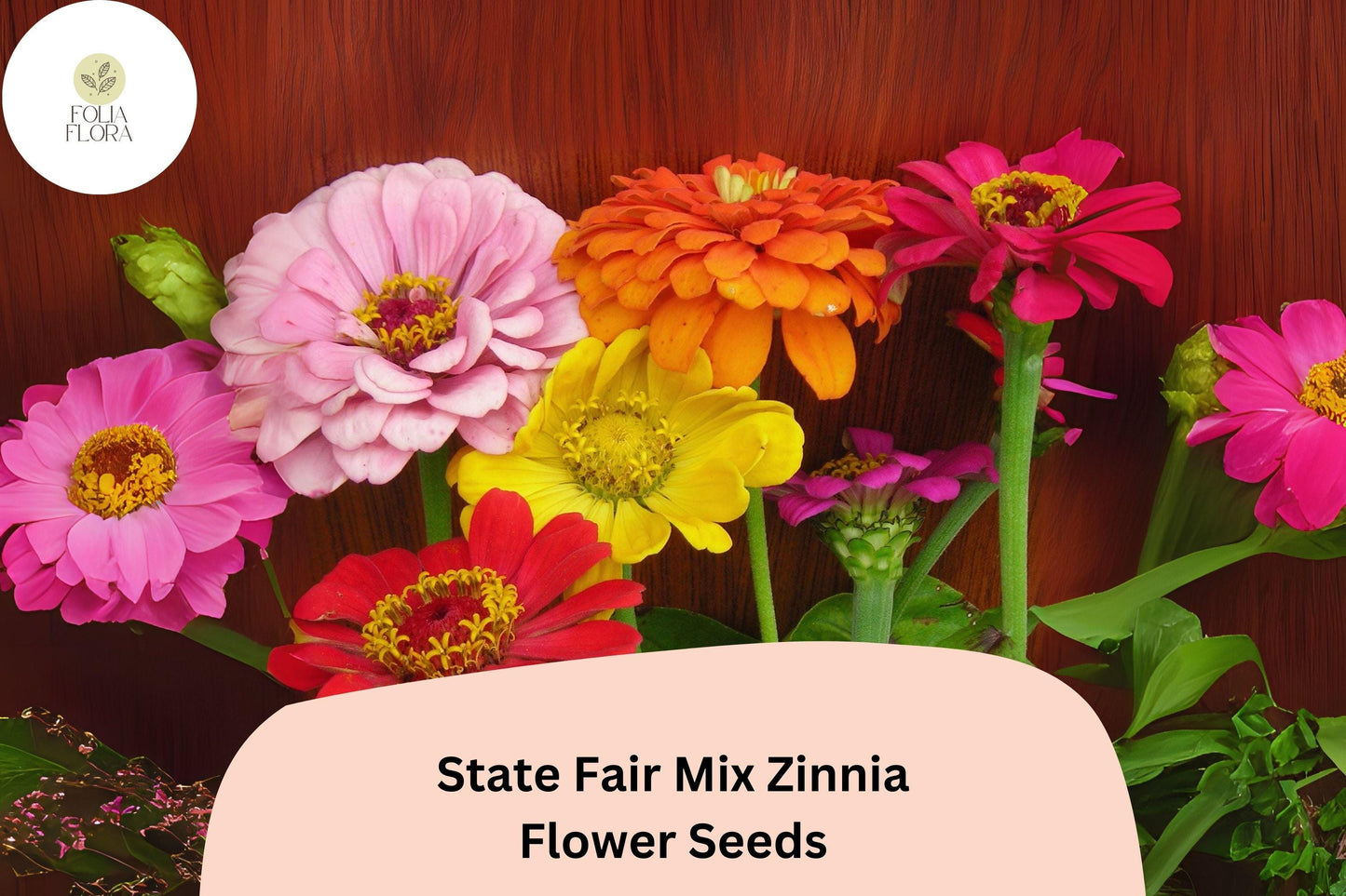 100+ State Fair Mix Zinnia Seeds – Tall Non-GMO Annual Flowers for Garden Planting, Cut Flowers & Borders