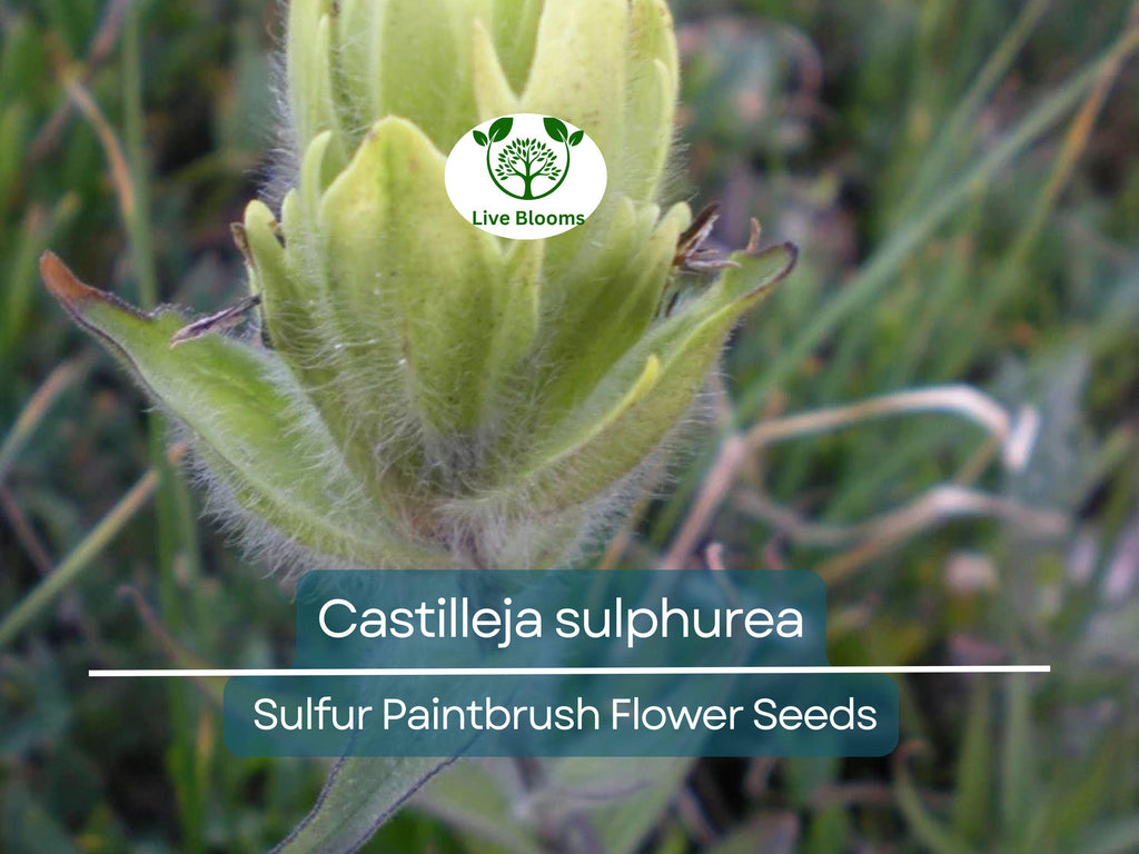 100 mg Seeds Castilleja sulphurea (Sulfur Paintbrush) Indian Paint Brush for Planting | Vibrant Wildflower for Pollinator Gardens