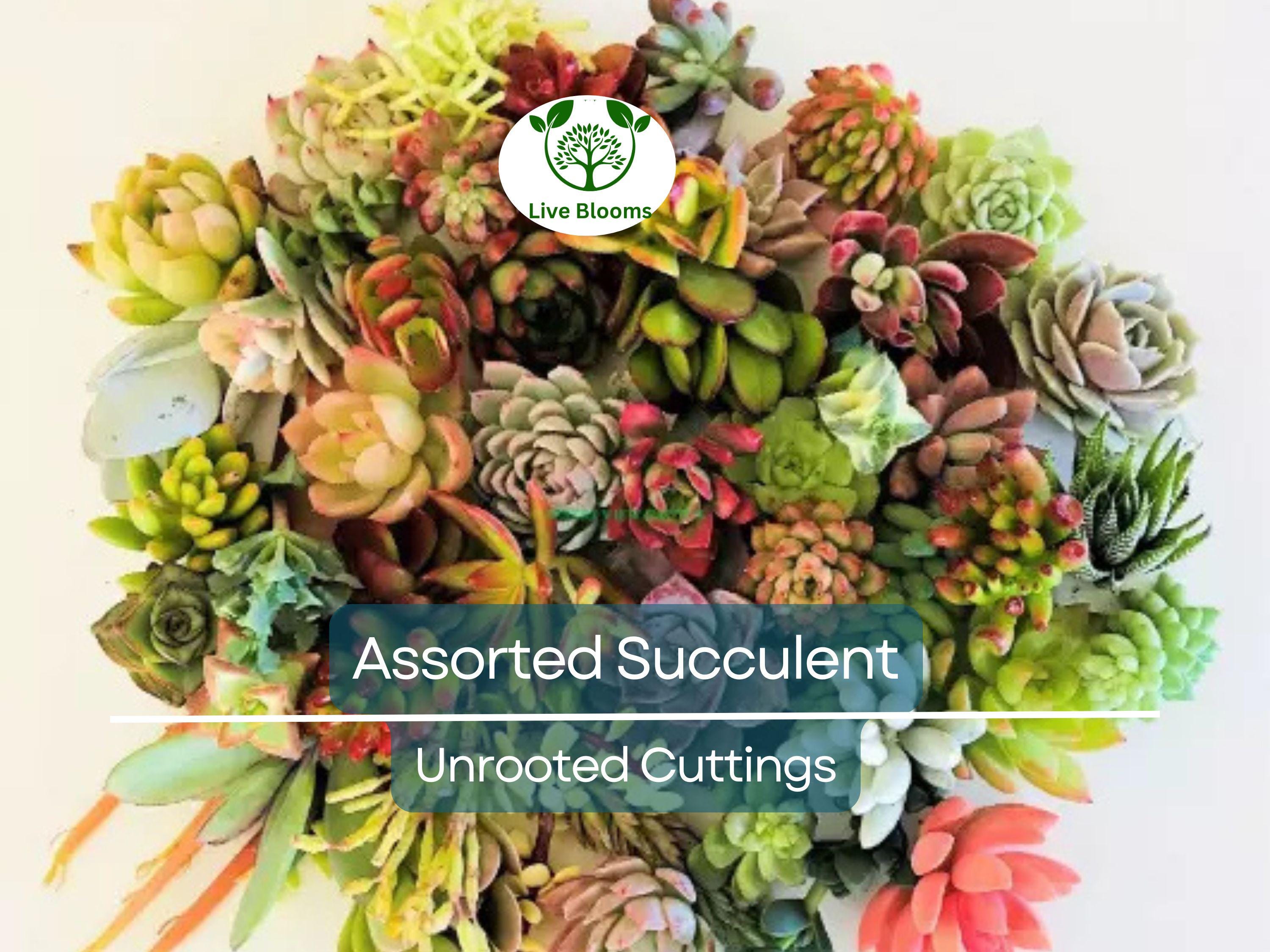 20+ Assorted Succulent Unrooted Cuttings - 20 Varieties, Echeveria, Crassula, Sedum, Aloe, Kalanchoe, & More - DIY Plant Collection