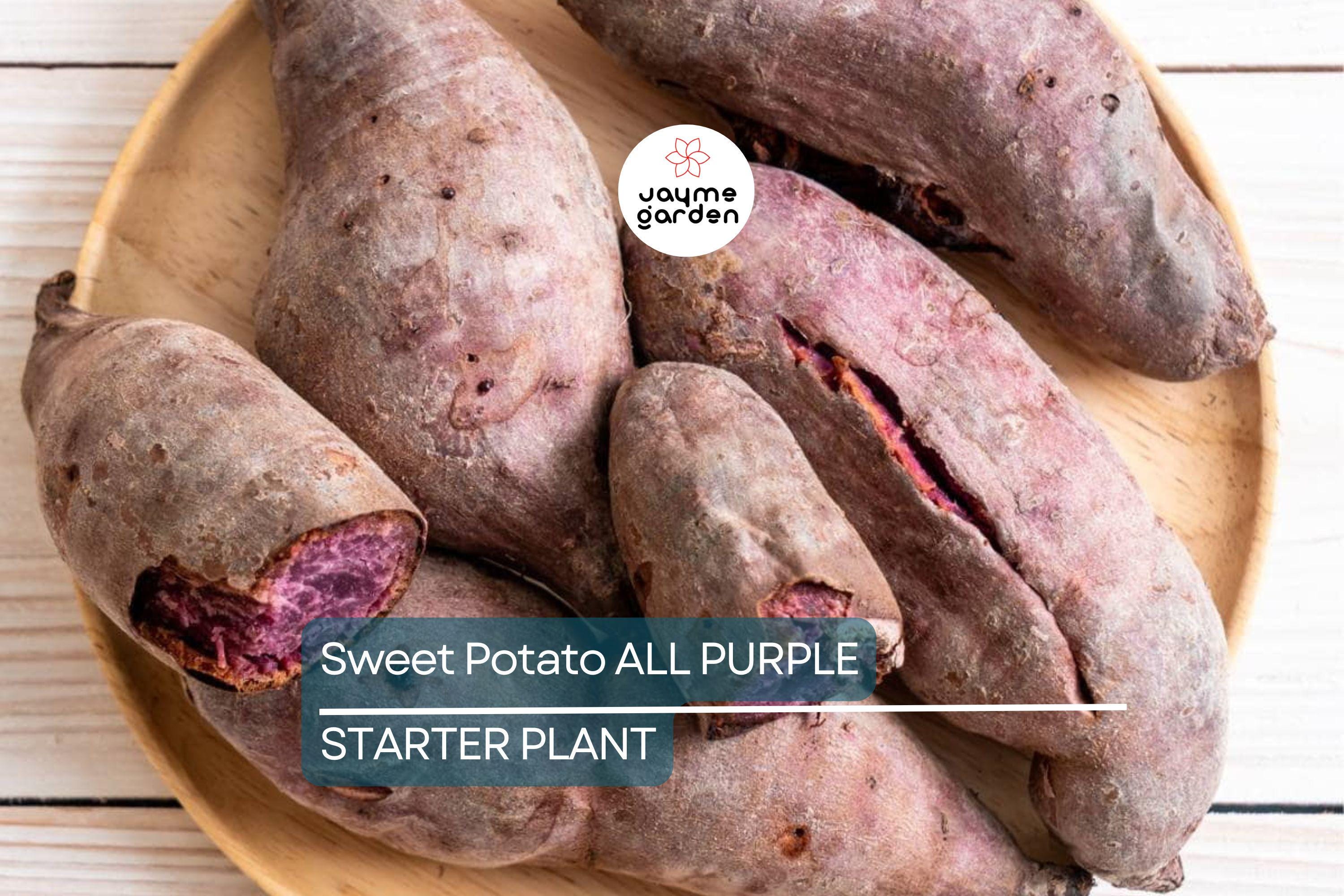 5 Pounds All Purple Sweet Potato - Organic, Ready to Grow - Japanese Variety, Fast-Growing, Hardy, and Nutritious