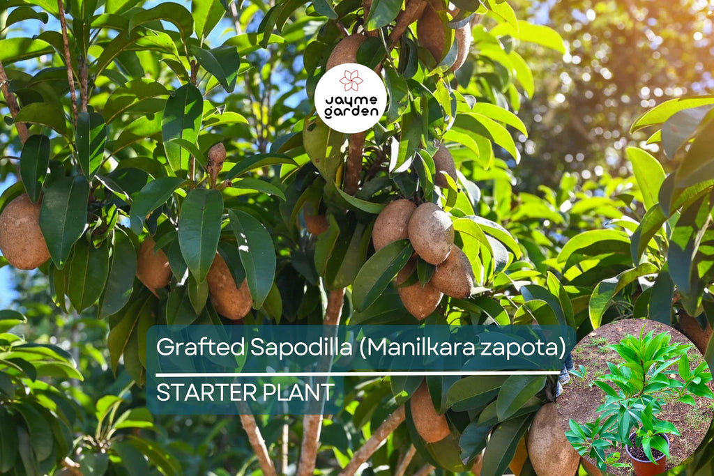 Grafted Sapodilla Tree (Manilkara zapota) – Live Tropical Fruit Tree, 24”-36”, Fast Fruiting, Sweet Caramel-Like Flavor